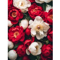 Алмазная мозаика  Феникс+ Красные и белые пионы 71408 в Витебске
