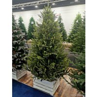 Ель GreenTerra Этуаль 2.4 м