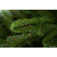 Ель GreenTerra Аляска (светлая) 1.8 м