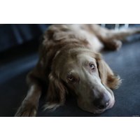 Беззеркальный фотоаппарат Sony Alpha a7C II Body (черный)