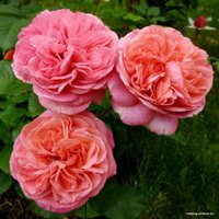  Tantau Роза Мэри Энн