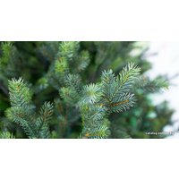 Ель Green Trees Сказочная Premium 8м