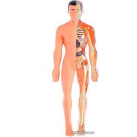 Набор для опытов ND Play Строение тела NDP-119