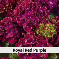  Агромир Гортензия крупнолистная Royal Red Purple в контейнере Р7 в Бресте
