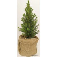 Ель канадская СЦ Огородик Conica 20-30 см