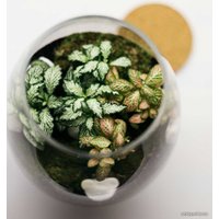 Флорариум Home Garden Бокал М с Фиттонией