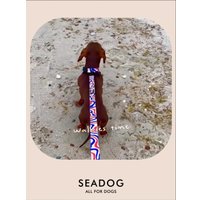 Ошейник Seadog Summer Mood S