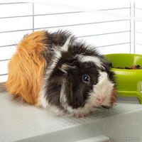 Клетка Ferplast Casita 80 (черный) 57065070