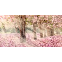 Фотообои Citydecor Сказочная природа 5 500х260 в Бресте