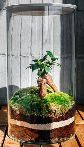 Home Garden Цилиндр Фикус Гинсенг