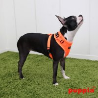 Шлея Puppia Neon Soft PAQA-AC1430-OR-M (оранжевый)