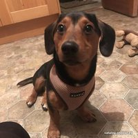 Шлейка-жилетка Puppia Soft Vest PAHA-AH305-BE-XS (бежевый)
