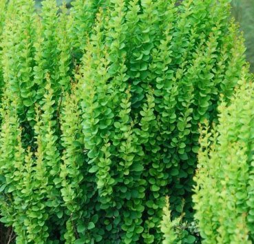 

Красный клен Барбарис тунберга Erecta (20-30см)