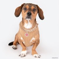 Шлейка-жилетка Pinkaholic Mila NAWA-HA7717-BE-S (бежевый)