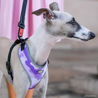 Шлея Ferplast Nikita Fashion P XXS 75468903 (фиолетовый)