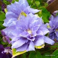  Новатор Сад Клематис Mazury (Мазуры) [2211]