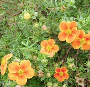 

Красный клен Лапчатка кустарниковая Hopley's Orange (20-30см)