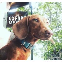 Ошейник Doog Snoopy COLBWS-XS (голубой)