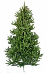 Сверк Дикий 1.8 м.