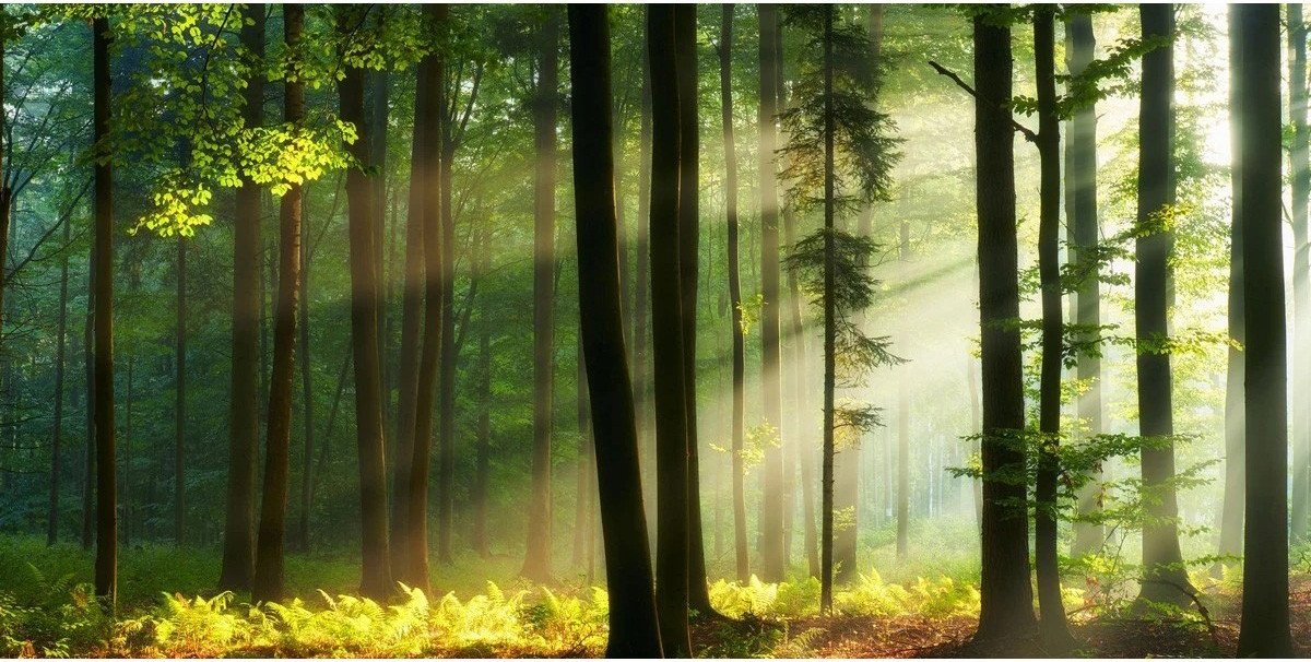 

Фотообои Citydecor Природа 28 300x150