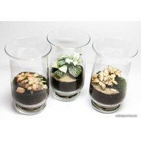 Флорариум Home Garden XS