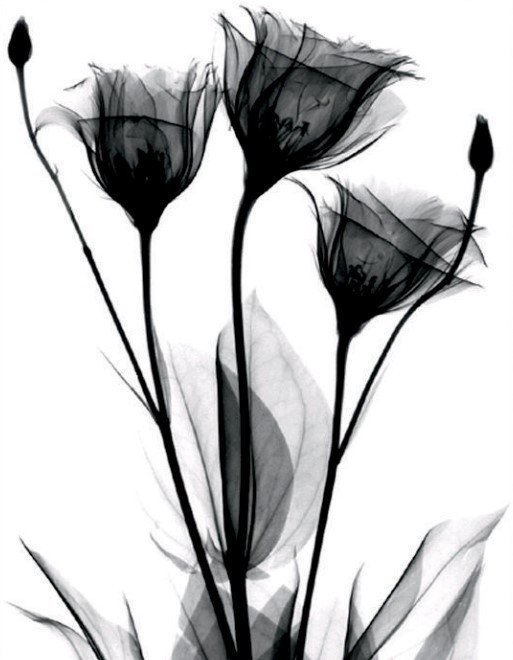 

Картина Stamprint Черные цветы 1 TR016 (45x35)