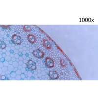 Детский микроскоп Микмед LCD 1000Х 2.0LB 30701