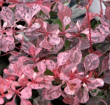 

Красный клен Барбарис тунберга Pink Queen (30-40см)