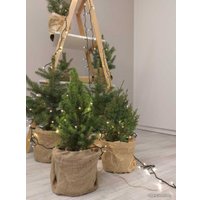 Ель СЦ Огородик Энгельманна 40-60 см