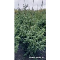 Ель СЦ Огородик Оморика сербская 100-120 см