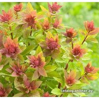  Красный клен Спирея японская Sparkling Champagne (30-40 см)