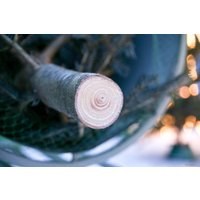 Пихта Danske Planter Нордмана Датская (0.8-1.0 м, срезанная)