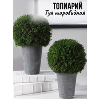 Искусственное растение Merry Bear Home Decor Туя шаровидная KDA0255