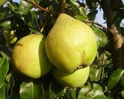 

Zelensad Груша Просто Мария