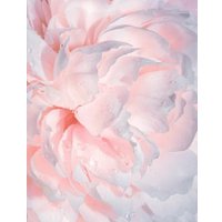Фотообои Mio Tesoro Цветы и Растения 40 (200x260)