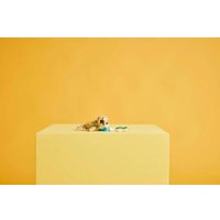 Конструктор LEGO Creator 3 в 1 31162 Милый кролик