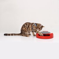 Игрушка для кошек Пижон Игровой комплекс с подвижной мышкой 6253488 (красный)