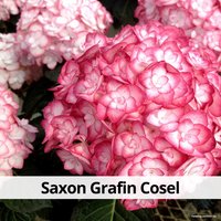  Агромир Гортензия крупнолистная Saxon Grafin Cosel в контейнере Р7