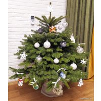 Ель HD Nordic Trees Nordmann Датская Премиум (0.8-1 м, в горшке)