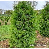  Красный клен Туя западная Brabant (50-60 см)