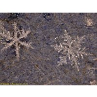 Микроскоп Levenhuk DTX 500 LCD 61024 в Бресте