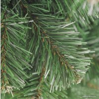 Ель Бифорес Арктика 3 м