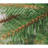 Ель Бифорес Свирк (зеленый) 1.9 м
