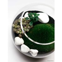 Флорариум Home Garden Шар