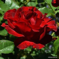 Долина Растений Роза Дама де Кюр
