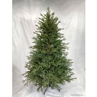 Ель GreenTerra Вилтони 2.1 м