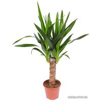Комнатное растение Batouwe Boomkwekerij Юкка [1020560]