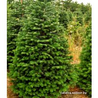 Пихта Nordictrees Пихта Нордмана Premium Extra 3 - 3.5 м
