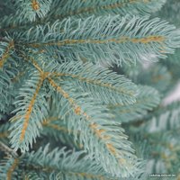 Ель Бифорес Дриада (1.95 м, голубой)