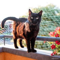 Сетка безопасности  Ferplast Cat Net XS 85182300